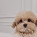 은하수펫샵 이미지