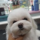 몽쭈쭈 이미지