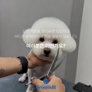 그룸빌애견미용전문학원신림역점 | 그룸빌 애견미용전문학원 신림역점 [위그얼컷속성반] OPEN🎉