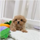 굿펫샵 | 의정부말티푸분양 주의할 점! 신종펫샵 속지마세요~
