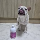 아뮤펫 | 순덕이와 함께하는 강아지 항산화 관리, 식스스텝 울트라 안티옥시던트 솔직 후기