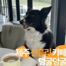 선흘리에 | 애견동반 가능한 제주 선흘리 카페 추천