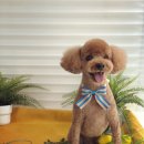 딩딩이발소 이미지