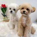 펫밀리샵 이미지