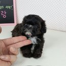 멍블랑 이미지