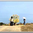 선도수선화 이미지