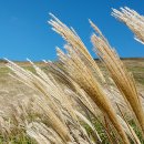 제주 246 이미지