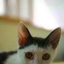 최강아지 이미지