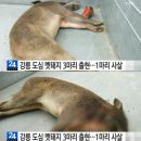 교동멧돼지 이미지