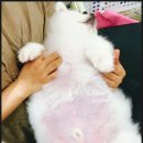 온리펫