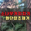 역촌동 79-4 | 주택 화단정리 소나무 가지치기 잡초제거