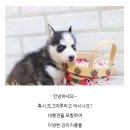 도그마루 강아지고양이 안산점 이미지