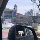 로얄펫동물병원 | 펫랜드 강아지 유모차 매장 방문 아리아 글로리아 비교 시승 후기