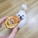 한입멍 | 부산강아지간식 한입멍 붕어빵 원데이클래스 후기