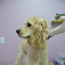 정다운애견미용 이미지