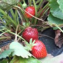 만승농장 이미지