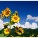 해바라기 이미지