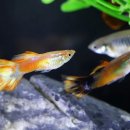 구피 카카오 검색결과