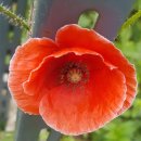 달맞이꽃씨앗 과 Poppy(꽃양귀비) 이미지
