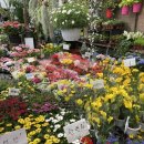 양재시장 이미지