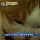 당감식육