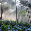 두근두근 수국 감성 만발, 국내 최대 수국 정원 4est 수목원 이미지