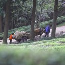 달구지 이미지