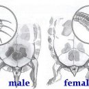 거북이의 암수 구별법 이미지