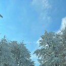 제주도 겨울 가볼만한곳 1100고지 / 1100도로 cctv 확인방법