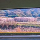 (상하)개화목장 | [경산 카페 추천] 4월 5일자팔공산 벚꽃 개화 상황 + 경산 애견동반카페 하말 후기