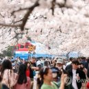 "벚꽃 보러 가자"…주말 전국 곳곳 상춘객 '북적' 이미지