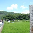 남원 진기리 느티나무 이미지