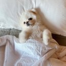 뎅뎅이랜드 이미지