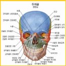 두개골(頭蓋骨) 이미지