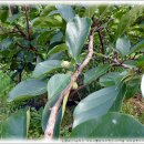 바리스타(노인) 이미지