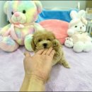 강아지분양 마이댕냥 일산점 이미지