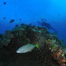 A variety of fish in Raja Ampat, Indonesia 이미지