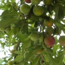 와동농장 이미지