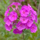 협죽도아재비(Phlox paniculata) 이미지