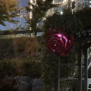 형산강 장미원 이미지