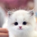 캣프렌즈 이미지