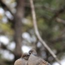 산비나 이미지