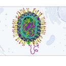 [사이테크+] 유전자 치료용 인공바이러스 개발…"인체 침투 치료물질 전달" 이미지