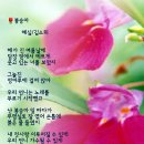 봉숭아 이미지