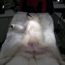 밀리언동물병원 이미지