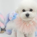 섬댕 강아지 미용실 이미지