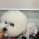 마이뷰티독 스타필드 부천점 이미지