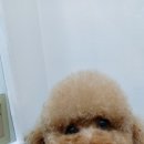 멍냥이네 가위컷 네이버블로그