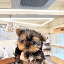 퍼피힐 강아지분양 이미지