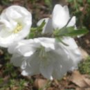 전원향기 이미지